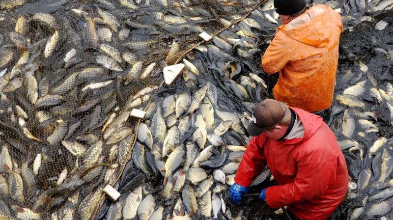 Marine product yang ditrading PT Parahita Adhi Sakti